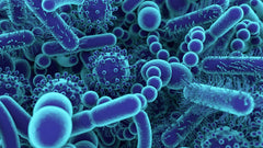 A microbiota: relação entre a flora bacteriana e a saúde do corpo